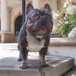 Rhino - French Bulldog