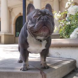 Rhino - French Bulldog