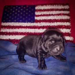 Purple collar - Black female Labrador Retriever puppy in Holyoke, Massachusetts from Urban Oak Labradors LLC