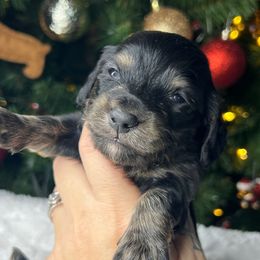 Gobbler - Black and tan male Dachshund puppy in Payette, Idaho from NT Mini Doxies
