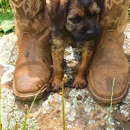 Border Terrier Puppies from Silli's Border Terriers