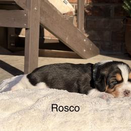 Rosco - Black tan and white male Beagle puppy in Mansfield, Missouri from Rippee Creek Kennel
