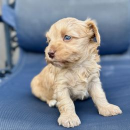 Sienna - Wheaten female Miniature Schnauzer puppy in Independence, Missouri from Crown Schnauzers KC