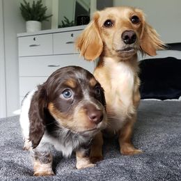 Dachshunds from Mountain View Doxies