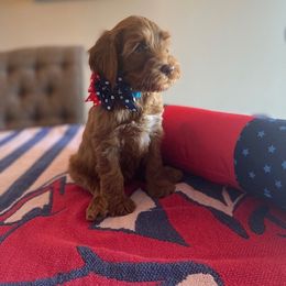 Australian Labradoodle Puppies from Desert Diamond Labradoodles