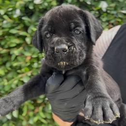 Boy 4 - Black male Cane Corso puppy in California from Donato Kennels