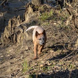 Australian Cattle Dog Puppies from Caliche Australian Cattle Dogs