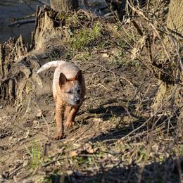 Australian Cattle Dog Puppies from Caliche Australian Cattle Dogs