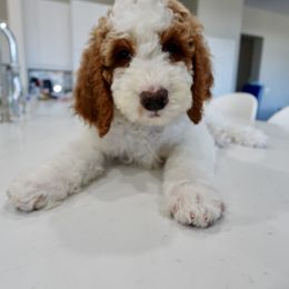 Pickles - Parti Goldendoodle puppy in Palmdale, California from GoldenPaws Doodles