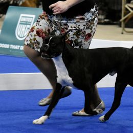 Boxer All Grown Up from Bluegrass Brawn Boxers