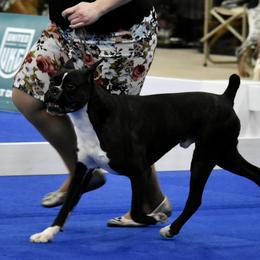 Boxer All Grown Up from Bluegrass Brawn Boxers