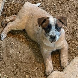 Boy 3 - Red speckled male Australian Cattle Dog puppy in Apollo, Pennsylvania from Circle V Ranch Cattle Dogs