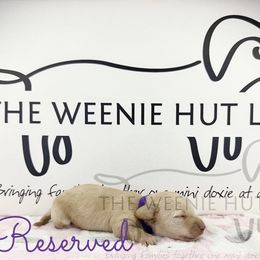 People Girl - Cream female Dachshund puppy in Crandall, Texas from The Weenie Hut