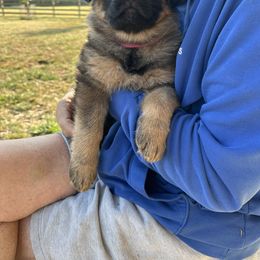 Sasha - German Shepherd puppy from HVC Kennels-Home of Von Monray Elite German Shepherds