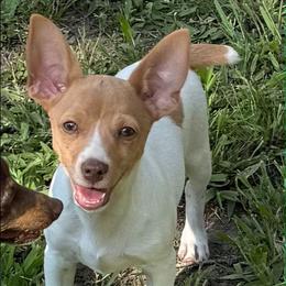 Love - Red white and sable male Rat Terrier puppy in Rio Vista, California from CaliRats Rat Terriers