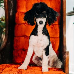 Casper - Poodle