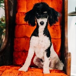 Casper - Poodle