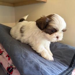 Akc Boy 3 - Liver and white male Shih Tzu puppy in Springfield, Missouri from Lopez Family Tails