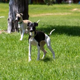 Saga - White and black female Whippet puppy in Redmond, Oregon from Chappelle Whippets