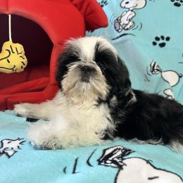 Puppy Boy 2 - Black gold and white male Shih Tzu puppy in Strafford, Missouri from Intuition Shih Tzu