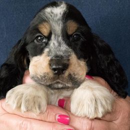 English Cocker Spaniels from Jeri's English Cockers