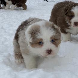 Aussiedoodle and Australian Shepherd Puppies from SS Australian Shepherds