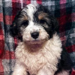 Patches - Black tri-color male Aussiedoodle puppy in Missouri from Mini AussieDoodles on Meadow Lane