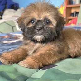 Girl 1 - Red and white female Shih Tzu puppy in Stroudsburg, Pennsylvania from Puppyville Pa Shih Tzu & frenchies