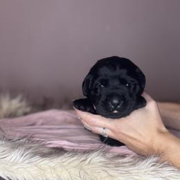 Forest - Black female Labrador Retriever puppy in Rocky Top, Tennessee from Rocky Top Retrievers