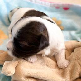 Red - Red sable male Havanese puppy in East Lansing, Michigan from VanCort's Happy Havanese
