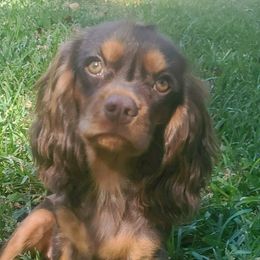 RIVER - Cavalier King Charles Spaniel