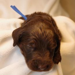Cinnamon Roll (Dark Blue collar) - Chocolate male Goldendoodle puppy in Seattle, Washington from Dream Lake Doodles