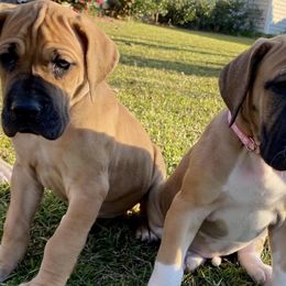 Great Danes from Tarheel danes
