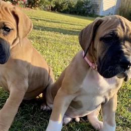 Great Danes from Tarheel danes