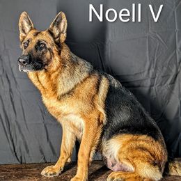 Ella - German Shepherd