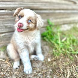 Otto - Red merle male Miniature Australian Shepherd puppy in Saint Cloud, Florida from Dirty Paws