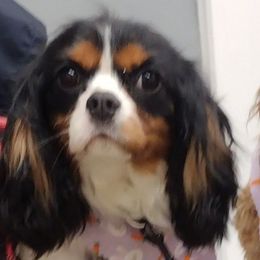 Trixy - Cavalier King Charles Spaniel