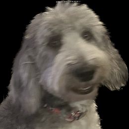Riley - Sheepadoodle