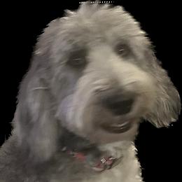 Riley - Sheepadoodle