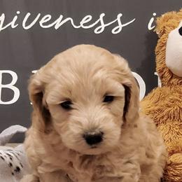 Goldendoodles and Pugs from Adorablecritters/ Dare to Doodle