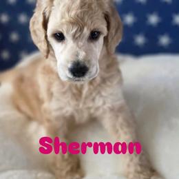 Sherman - Apricot male Poodle puppy in Lake Charles, Louisiana from Cypress Bayou Poodles