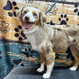 Dottie - Australian Shepherd