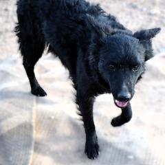 Fanta - Black female Mudi puppy in Benson, Arizona from Twisted Acres Border Collies and Mudi