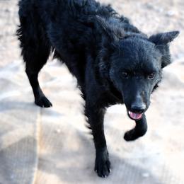 Fanta - Black female Mudi puppy in Benson, Arizona from Twisted Acres Border Collies and Mudi