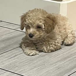 Poodle Puppies from Puddle Poodles