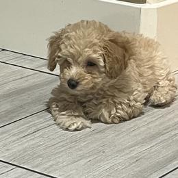 Poodle Puppies from Puddle Poodles