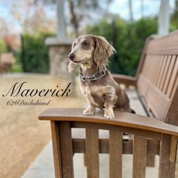 . - Dachshund