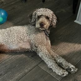 Tennessee - Labradoodle