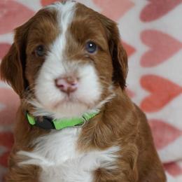 Mia - Red female Australian Labradoodle puppy in Fontana, California from Glory Labradoodle’s