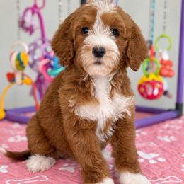 Taffy - Red  female Goldendoodle puppy in Yuciapa, California from AlltheDoodlez_